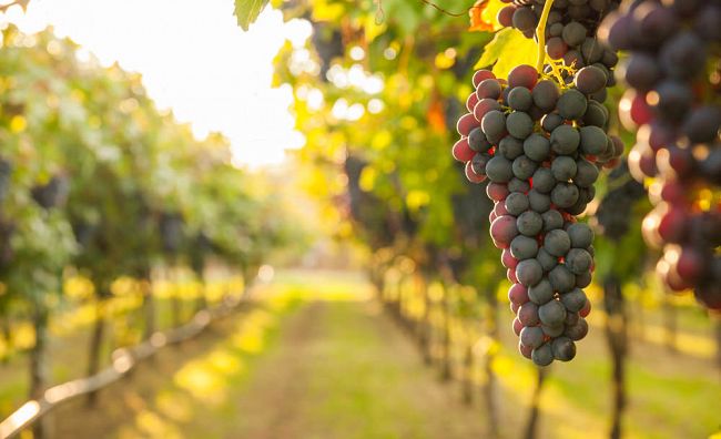 I Vini dei Castelli Romani